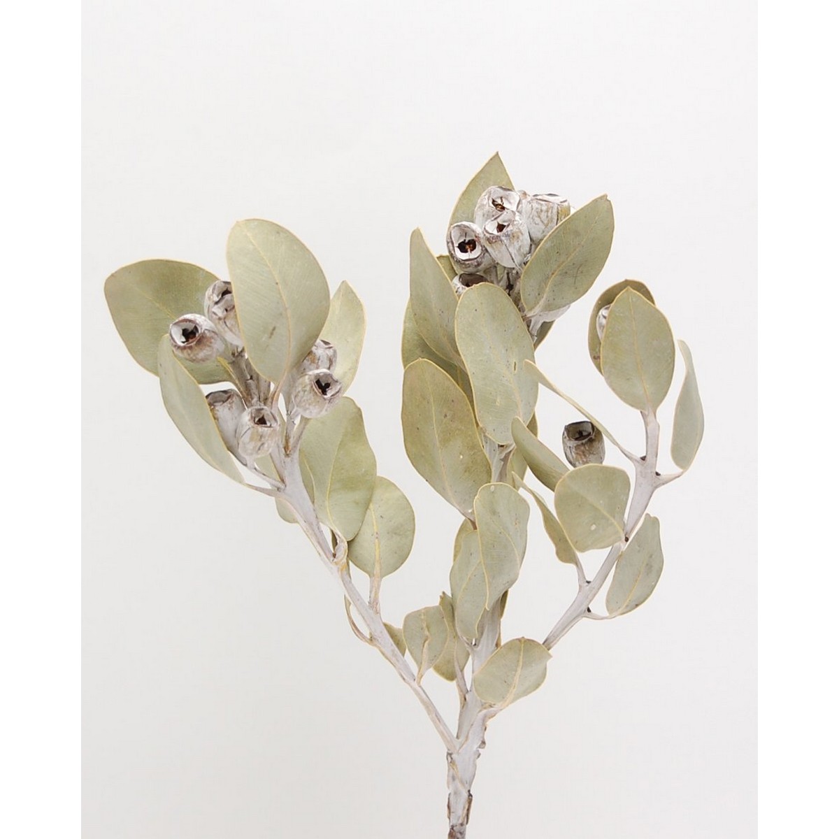 アウトレット◎【ドライ】コアトレーディング/テトラゴナナッツ 約1〜3本 ナチュラル/14026