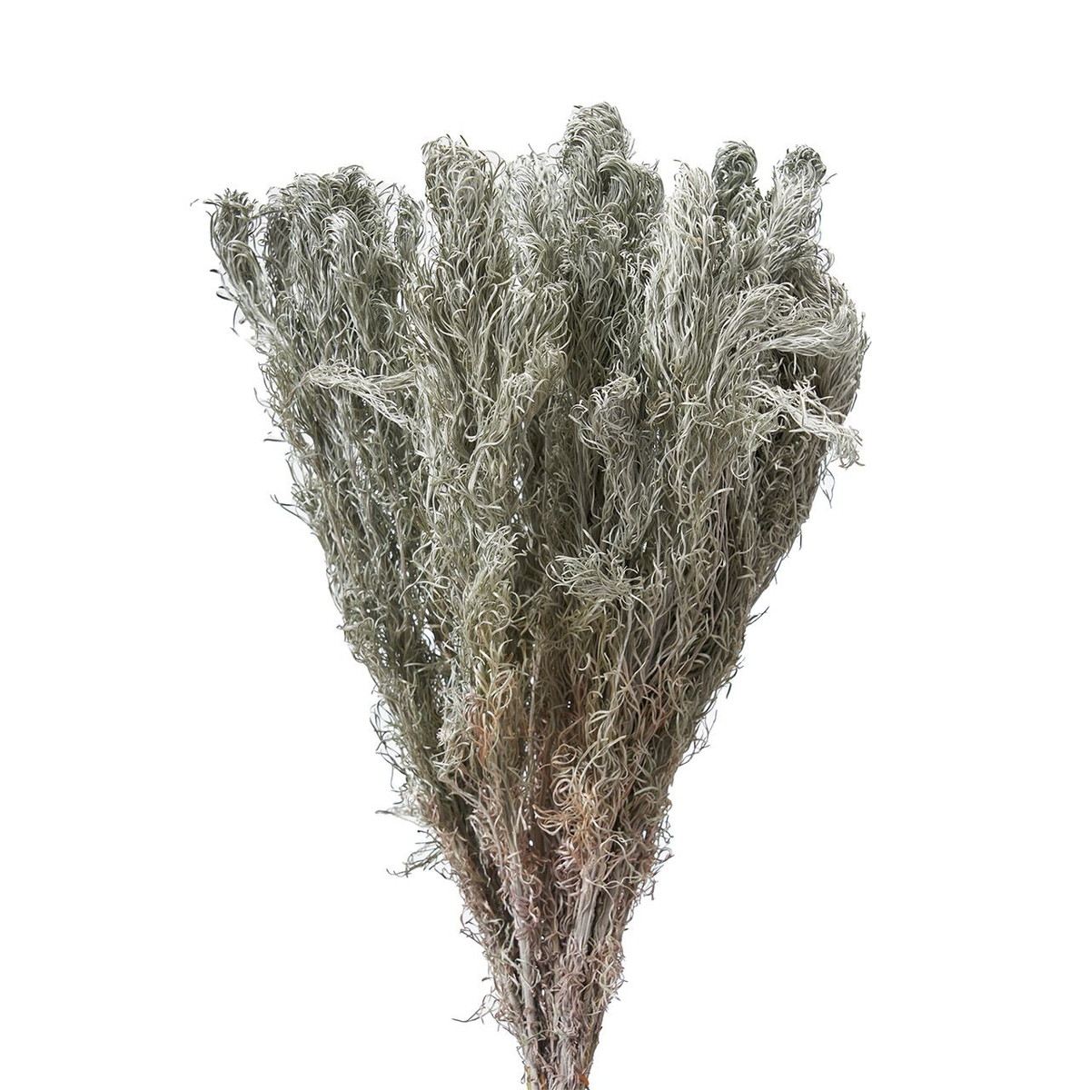 アウトレット◎【ドライ】アサギリソウ/DN000059