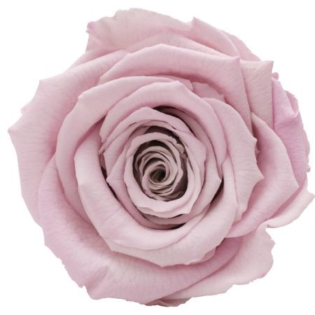 アウトレット◎【プリザーブド】アモローサ/ルーナ 6輪 ブライダルピンク/1115-21