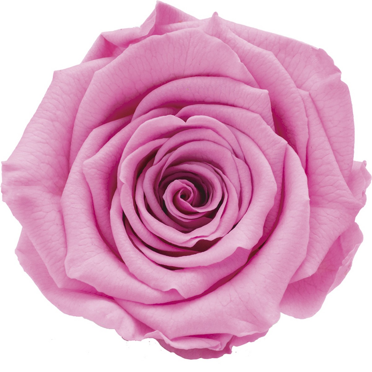 アウトレット◎【プリザーブド】アモローサ/ルーナ 6輪 フェミニンピンク/1115-11