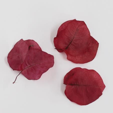 アウトレット◎【プリザーブド】ヴェルモント ブーゲンビリア レッド/29602