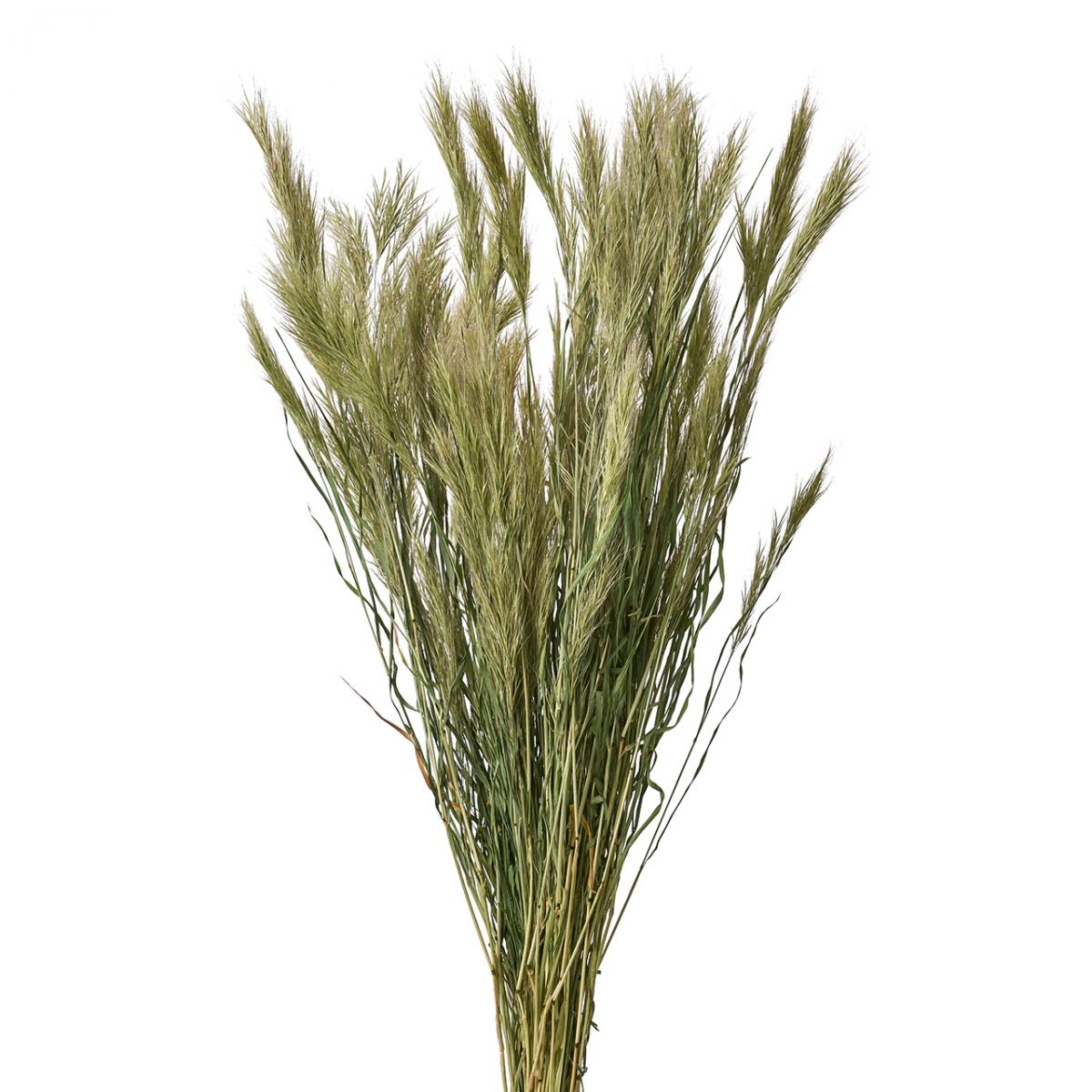 アウトレット◎【ドライ】ブロムスグラス/FD003113