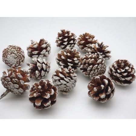 アウトレット◎【ドライ】GARDEN PALETTE MONO/松かさ 約20コ スノー/GPDNC-014