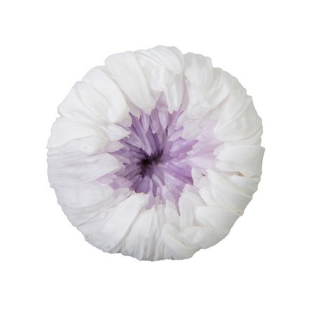 アウトレット◎【プリザーブド】フロールエバー/輪ギク デュオ 6輪 ホワイト×ライラック/FL4515-312