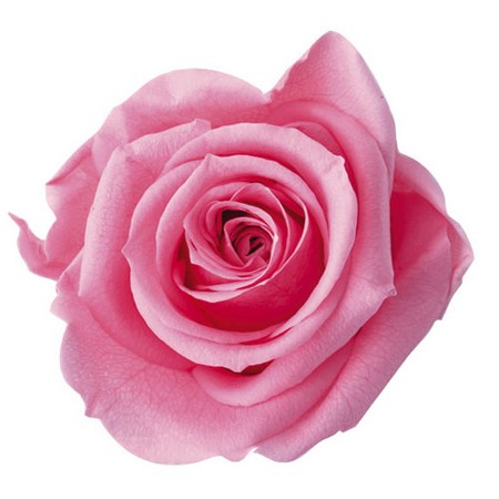 アウトレット◎【プリザーブド】フロールエバー/メディアナショートローズ6輪 シュガーピンク/FL034-47