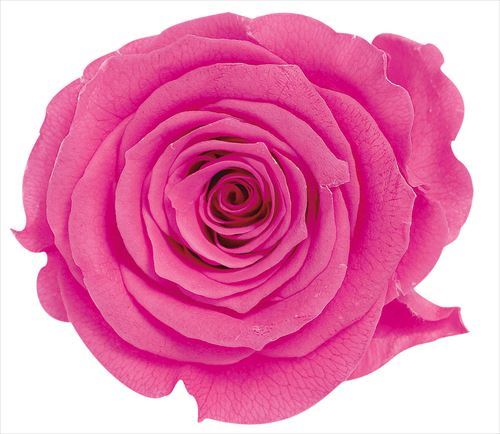 アウトレット◎【プリザーブド】大地農園/ローズ・かのん・L 8輪 ストロベリー/05203-221