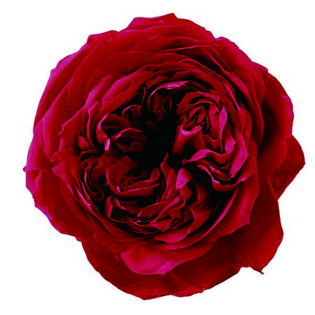 アウトレット◎【プリザーブド】大地農園/ローズ・エレナ 6輪 クイーンレッド/02470-331