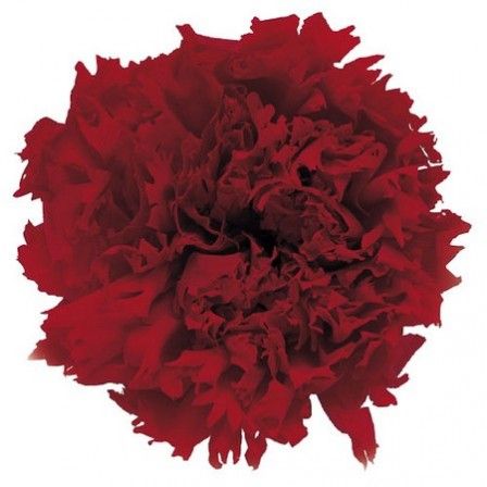 アウトレット◎【プリザーブド】フロールエバー/スタンダードカーネーション チェリーレッド 6輪/FL1100-05