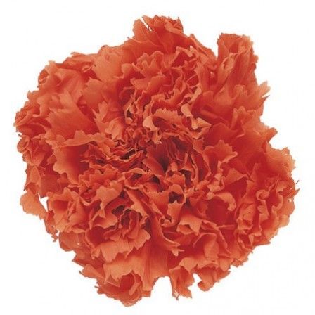 アウトレット◎【プリザーブド】フロールエバー/スタンダードカーネーション サンセットオレンジ 6輪/FL1100-06