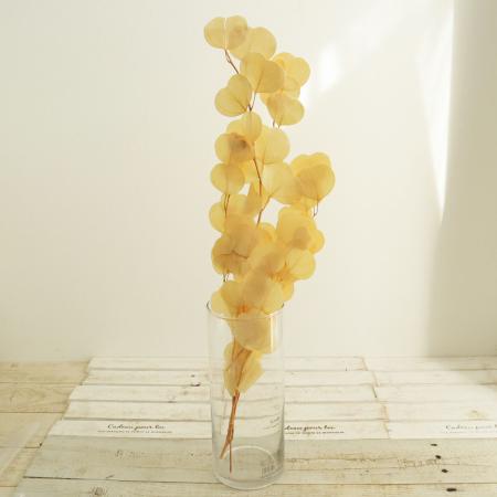 アウトレット◎【プリザーブド】GARDEN PALETTE MONO/ユーカリポプルス サラシ クリームホワイト/GPUPB-01