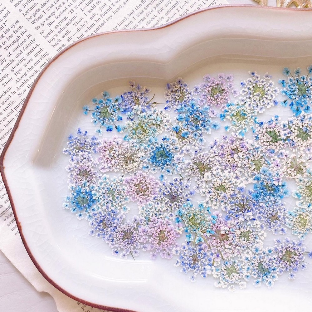 アウトレット◎【ドライ】m flowers/押し花 レースフラワー 着色 紫陽花カラー