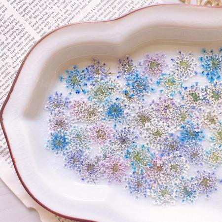 アウトレット◎【ドライ】m flowers/押し花 レースフラワー 着色 紫陽花カラー