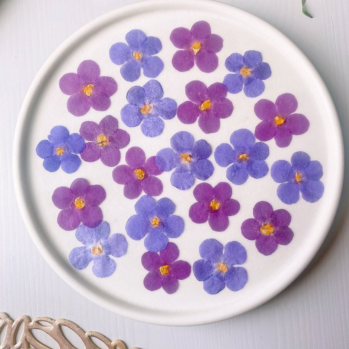 アウトレット◎【ドライ】m flowers/押し花 バコパ 2色ミックス