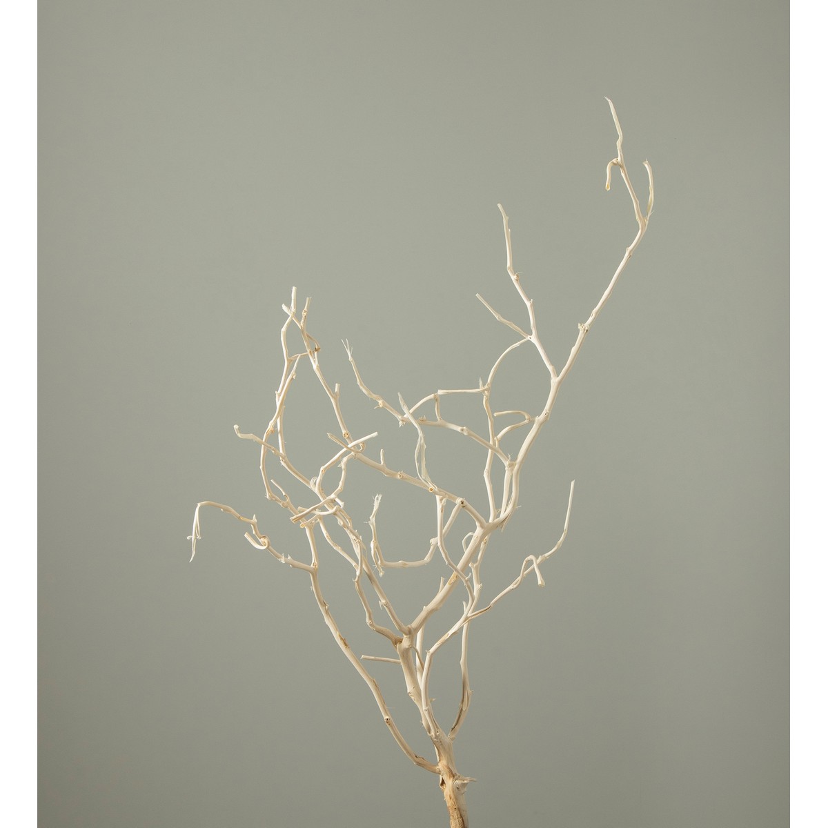 アウトレット◎【ドライ】大地農園/ベグンツリー 2本 オフホワイト/51980-011