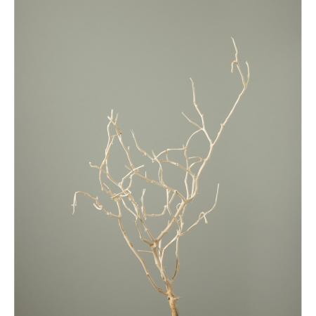 アウトレット◎【ドライ】大地農園/ベグンツリー 2本 オフホワイト/51980-011