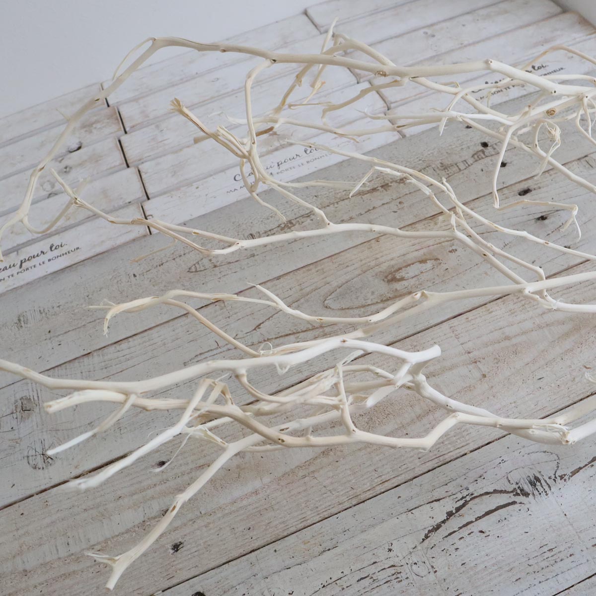 アウトレット◎【ドライ】大地農園/ベグンツリー 2本 オフホワイト/51980-011