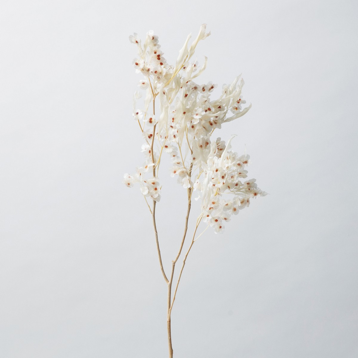 アウトレット◎【ドライ】アスカ/ホップブッシュ  #011 クリ-ムホワイト/AN81003