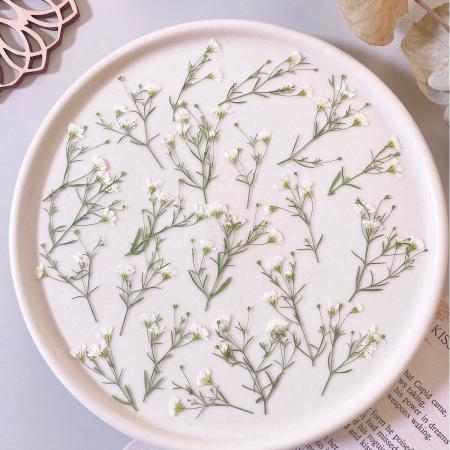 アウトレット◎【ドライ】m flowers/押し花 姫かすみ草 白