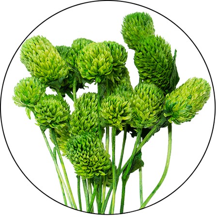 アウトレット◎【ドライ】GARDEN PALETTE MONO/千日紅 ステム付 約20本 グリーン/GPSE-03