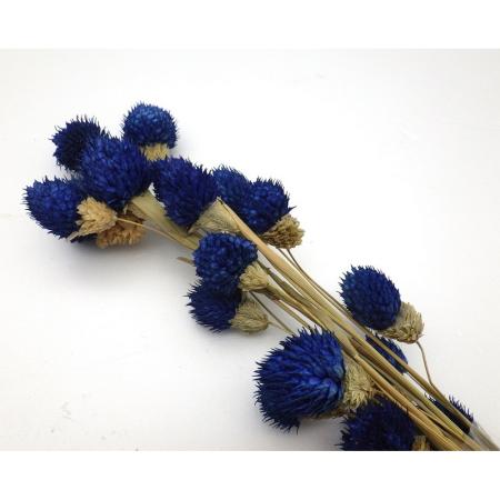 アウトレット◎【ドライ】GARDEN PALETTE MONO/千日紅 約20本  ロイヤルブルー/GPSED-10