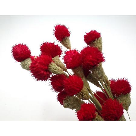 アウトレット◎【ドライ】GARDEN PALETTE MONO/千日紅 約20本  レッド/GPSED-04