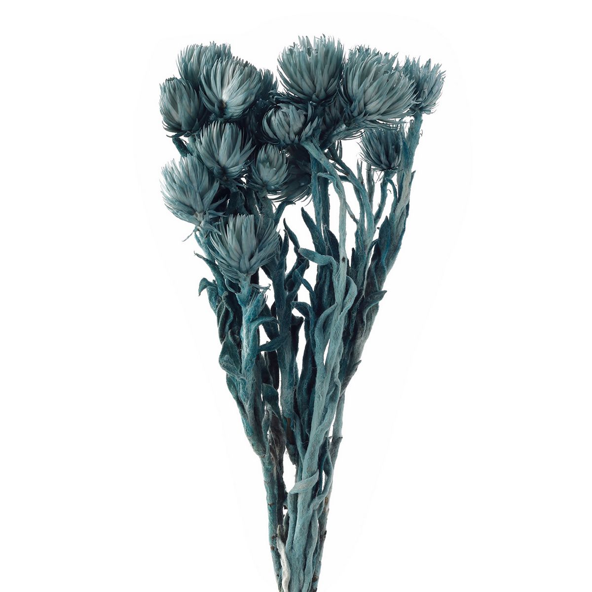 アウトレット◎【ドライ】東京堂/シルバーデージーミニ ターコイズ 約20g/FD004441-240