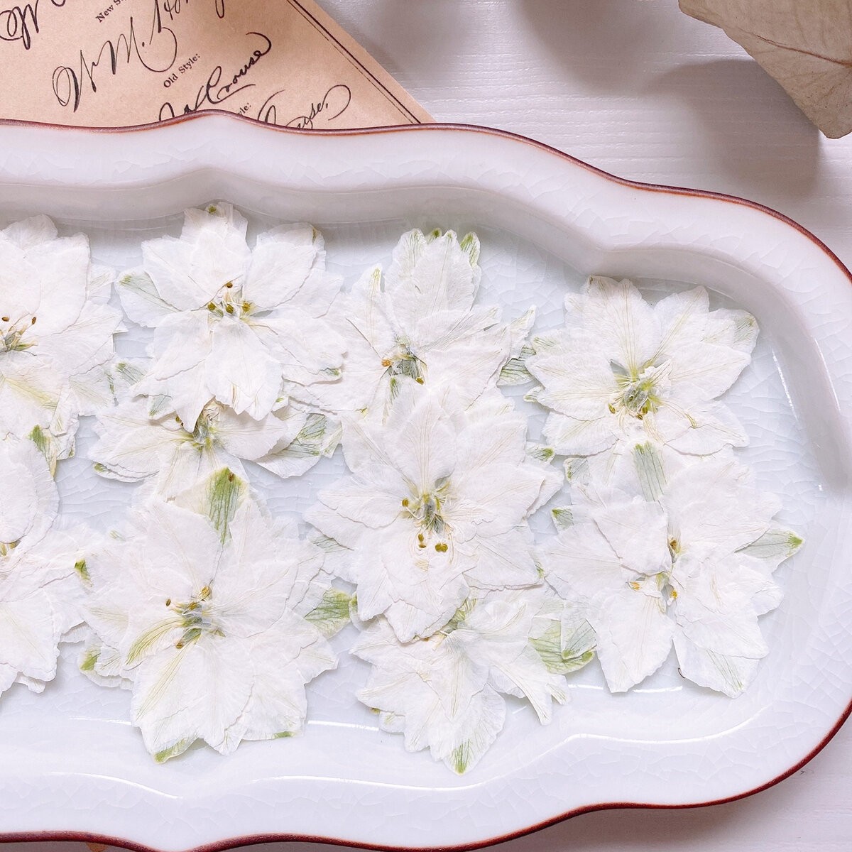 アウトレット◎【ドライ】m flowers/押し花 ラークスパー ホワイト