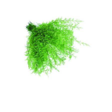 アウトレット◎【プリザーブド】コアトレーディング/エアーファーン・海藻 ライトグリーン/10291