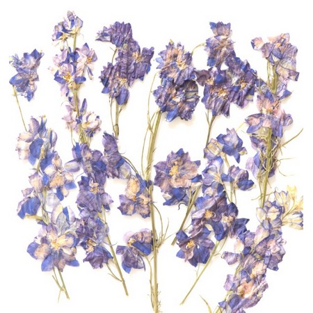 アウトレット◎【ドライ】押し花 千鳥草枝付 ブルー  12輪/1-145H-B