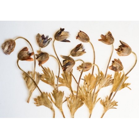 アウトレット◎【ドライ】押し花 おきな草 12輪/1-124