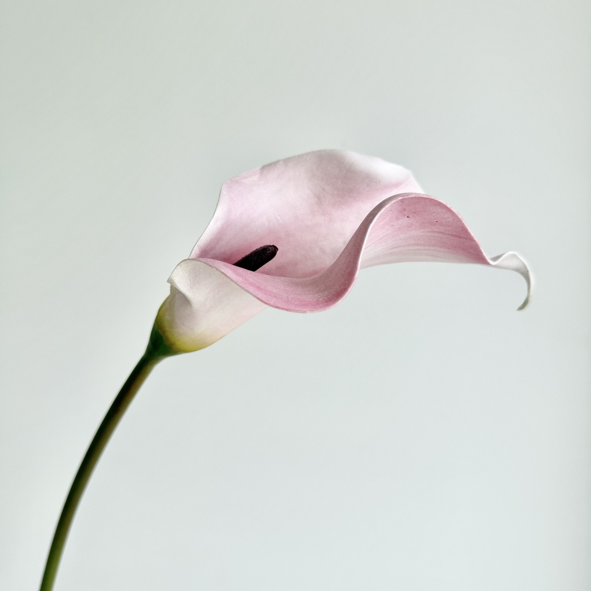 アウトレット◎【造花】アスカ/premium collection カラーリリィ #007W パープルホワイト/AP03044-7W