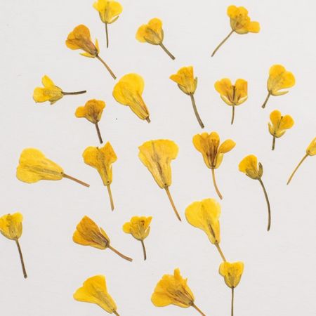 アウトレット◎【ドライ】押し花  菜の花 24輪/1-208