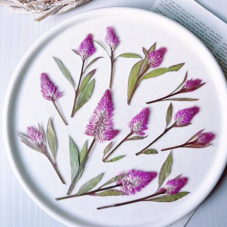 アウトレット◎【ドライ】m flowers/押し花 ケイトウ ルビーパフェ