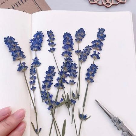 アウトレット◎【ドライ】m flowers/押し花 ラベンダー 12本