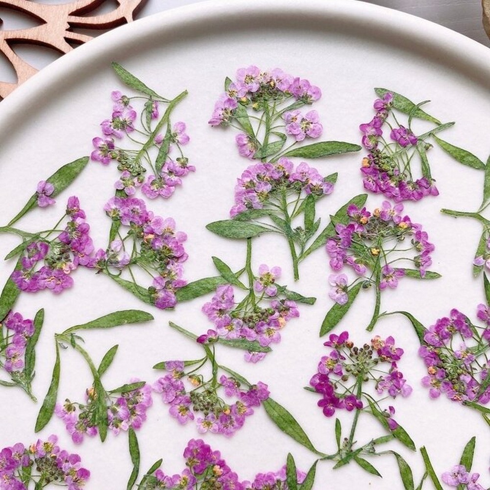 アウトレット◎【ドライ】m flowers/押し花 スイートアリッサム ピンク