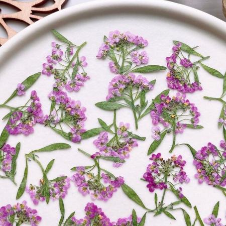 アウトレット◎【ドライ】m flowers/押し花 スイートアリッサム ピンク