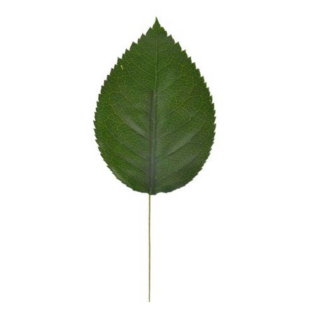 アウトレット◎【プリザーブド】フロールエバー/ローズリーフW SP 5本 グリーン/FLPP6911-800