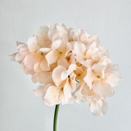 アウトレット◎【造花】ビバ工芸/VE-6827 ハイドレンジャ PE/VE-6827