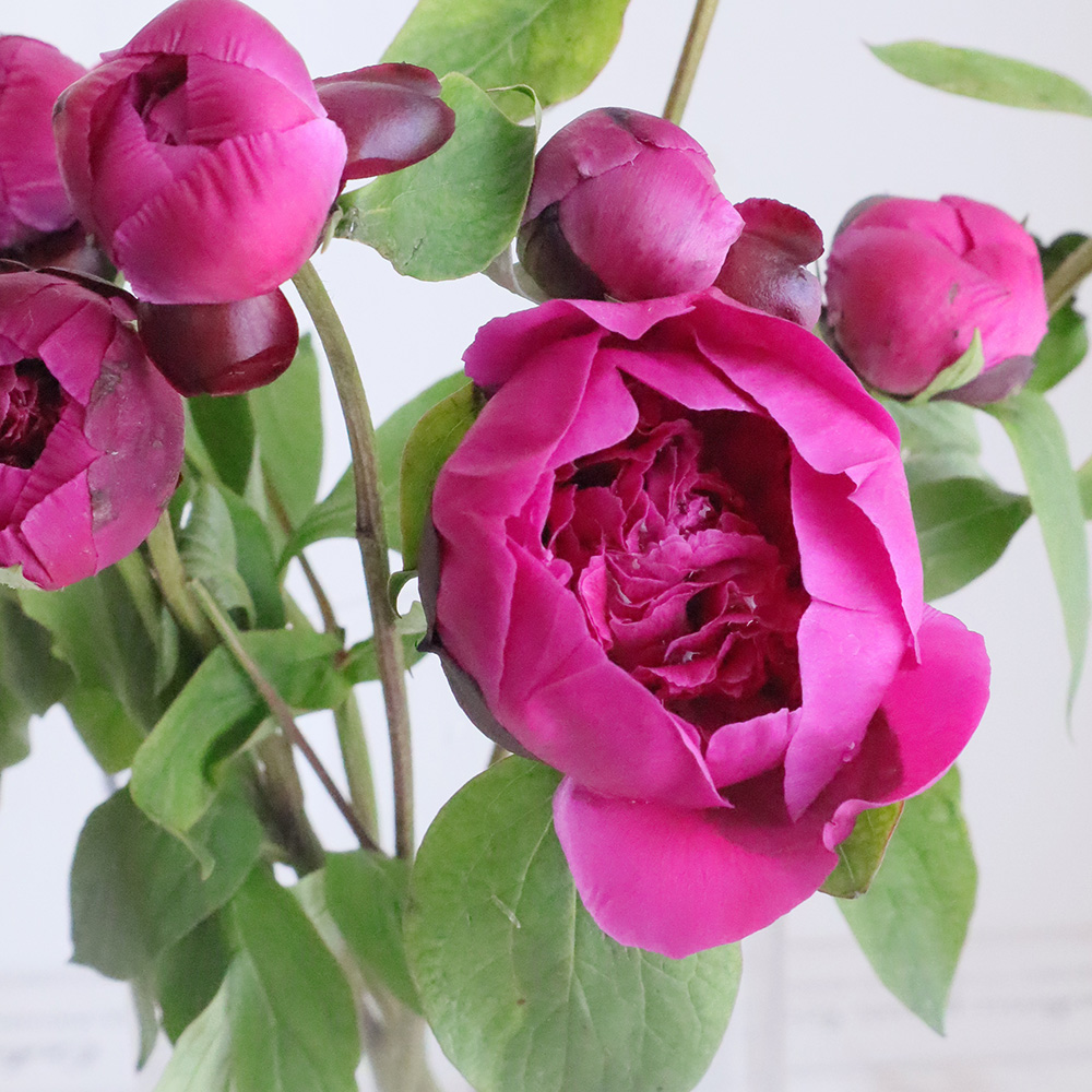 生花 和芍薬 サツキ 開花について説明お読み下さい Ot 通販 はなどんやアソシエ 生花 和芍薬 サツキ 開花について説明お読み下さい Ot 通販 はなどんやアソシエ