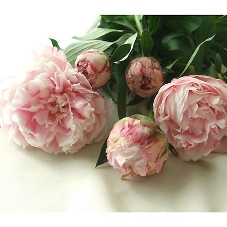 直前 芍薬 サラベル B等級 訳アリ品 生花 通販 はなどんやアソシエ 直前 芍薬 サラベル B等級 訳アリ品 生花 通販 はなどんやアソシエ