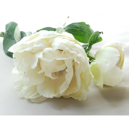 【直前】【生花】芍薬(純白の品種でおまかせ):ユニバースター、白妙など　JA中野市