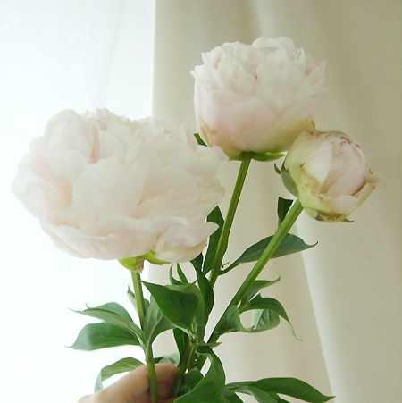 生花 北魚沼の芍薬 滝の粧 たきのよそおい ごく淡いピンク 70cm Ot 通販 はなどんやアソシエ 生花 北魚沼の芍薬 滝の粧 たきのよそおい ごく淡いピンク 70cm Ot 通販 はなどんやアソシエ