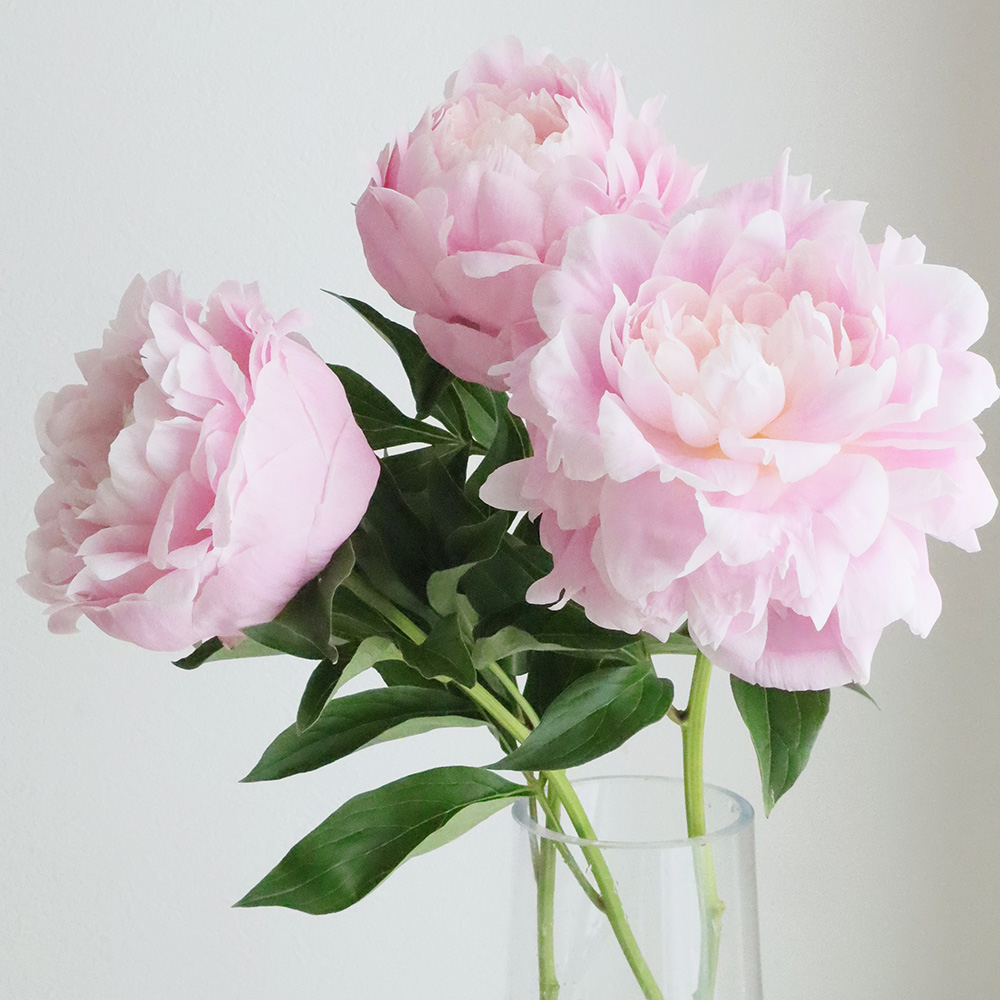 生花 芍薬 ルーズベルト 淡いピンク Ita28 通販 はなどんやアソシエ 生花 芍薬 ルーズベルト 淡いピンク Ita28 通販 はなどんやアソシエ