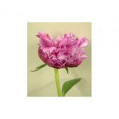 陶板　芍薬の花 絵になる芍薬 麒麟丸 美しく華やか、そして個性的な品種の芍薬