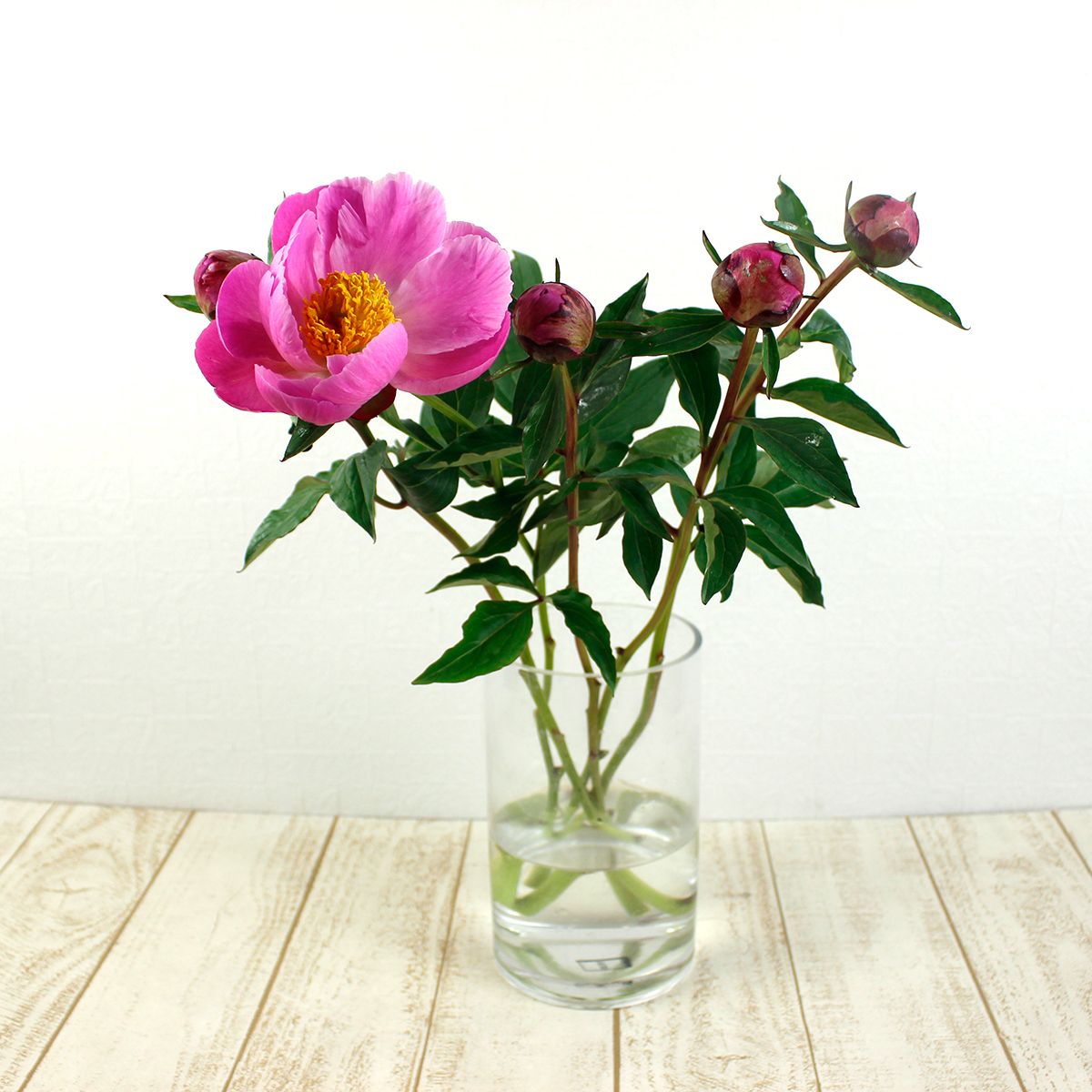 直前 新入荷 シャクヤク あかつき 一重 濃ピンク 大谷芍薬園オリジナル 生花 通販 はなどんやアソシエ 直前 新入荷 シャクヤク あかつき 一重 濃ピンク 大谷芍薬園オリジナル 生花 通販 はなどんやアソシエ