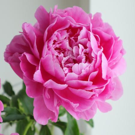 【直前】【ギ60cmシール】芍薬　濃いピンク(バンカヒル、華燭の典など)