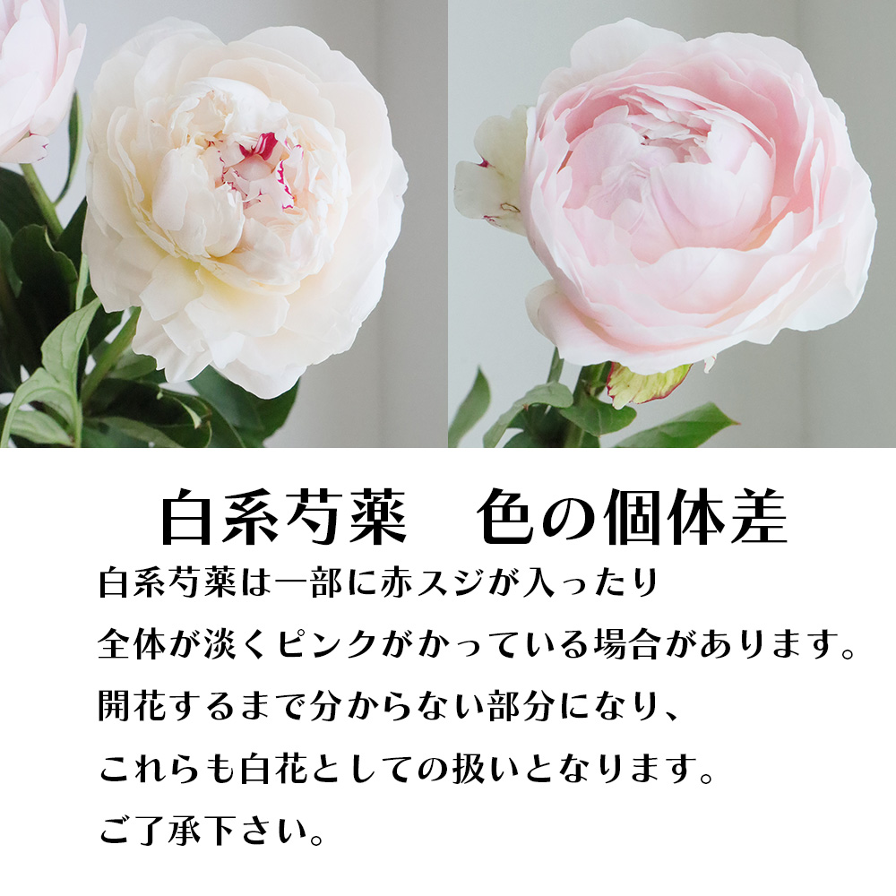 直前 芍薬 白 オフホワイト系 ラテンドレスなど 生花 通販 はなどんやアソシエ 直前 芍薬 白 オフホワイト系 ラテンドレスなど 生花 通販 はなどんやアソシエ