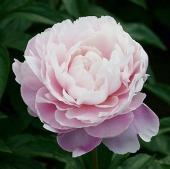 08直前】芍薬 酔月(淡いピンク)80cm 魚沼農協 - 花材通販はなどんや