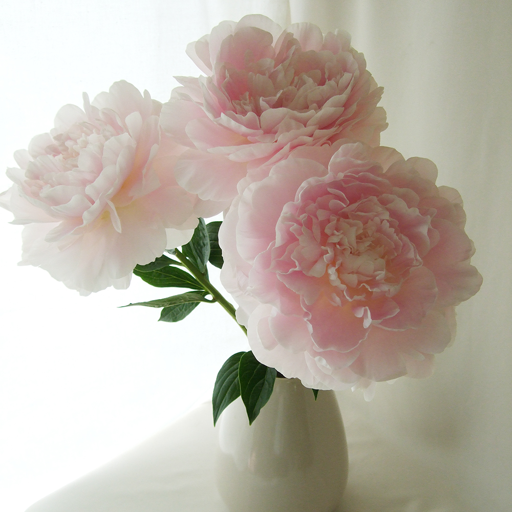 生花 芍薬 かぐや姫 ピンク 通販 はなどんやアソシエ 生花 芍薬 かぐや姫 ピンク 通販 はなどんやアソシエ