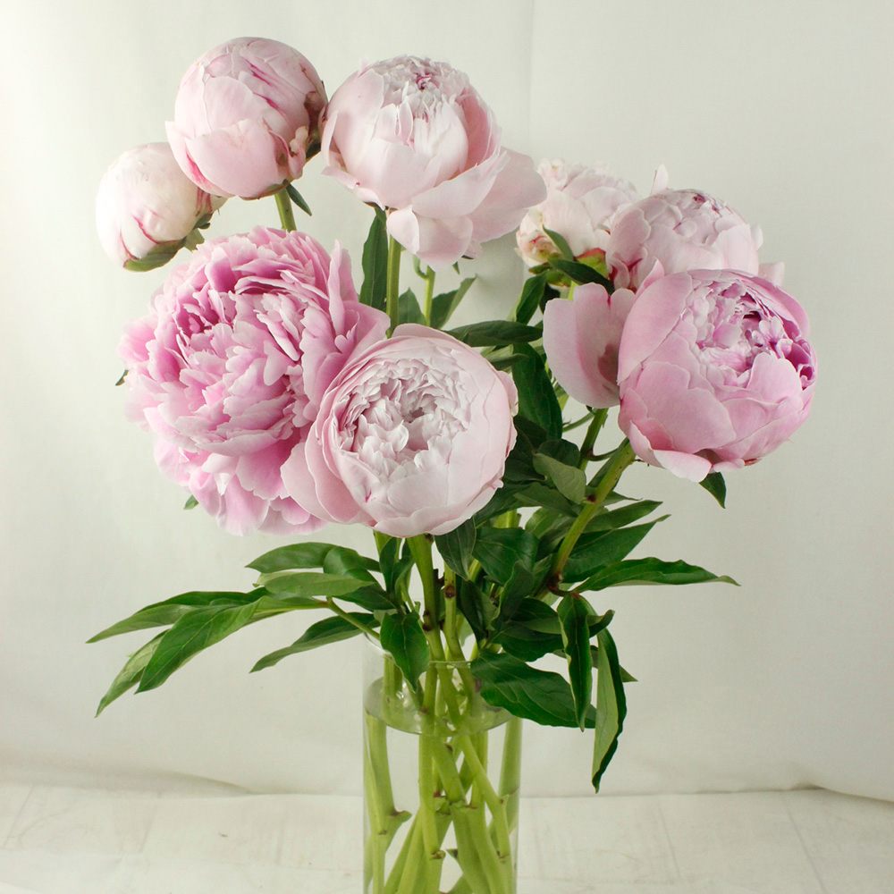 生花 芍薬 サラベル 淡ピンク Ja中野市 Ot 通販 はなどんやアソシエ 生花 芍薬 サラベル 淡ピンク Ja中野市 Ot 通販 はなどんやアソシエ